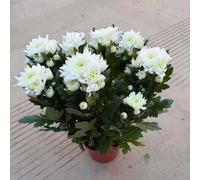 TEMU 300 piezas de semillas de ornamental, flor perenne resistente, bonsái, resistente a la , pleno sol, fácil de para jardín doméstico, interior y exterior