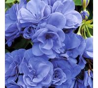 TEMU 305 Semillas de Azul - Semillas de , Resistentes, Plantas de Flor para Paisajes Impactantes