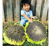 TEMU 365 piezas de semillas de gigante mongol