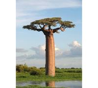 TEMU 5 semillas de Adansonia Grandidieri, de - Gran regalo para amante de plantas, o tú mismo