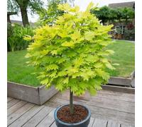TEMU 50 Semillas de Árbol de (Acer palmatum) para Bonsái - Hojas Palmadas para Jardines Miniatura Serenos Todo el Año