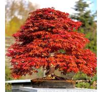 TEMU 50 semillas de japonés , Acer (Palmatum atropurpureum) para bonsái - Perfectas para creaciones impresionantes en jardines o bonsáis