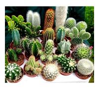 TEMU 50 tipos de plantas de cactus mezcladas. Para el cultivo de en casa, ser colocados en ventanas y girados hacia abajo con un estómago neutral o ligeramente alcalino. arenoso de es la elección .