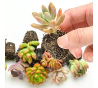 TEMU 50piezas Suculentas Asortidas con Semillas, Colecciones de Suculentas con Semillas para Iniciantes de Suculentas, Amantes del Jardín, Proyectos DIY, Favores de Boda con al menos 10 Diferentes