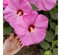 TEMU 53 semillas de gigante para cultivo en exteriores - Flores de genéticamente permanentes no modificadas para tu jardín familiar