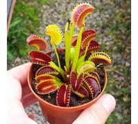 TEMU 77 semillas de plantas perennes Venus para jardín, perfectas para con luz solar , ideales para principiantes y