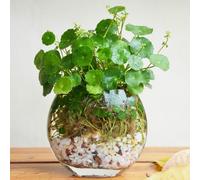 TEMU 85 Semillas de Cobre Lotus Grass, Semillas de Flores de Agua Fría, Semillas de Plantas de Interior y Exterior en Macetas