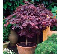 TEMU Árbol de Japonés, cultivado para decoración de jardines, plantas florales para exteriores