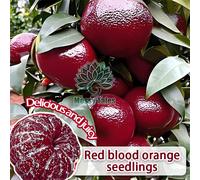 TEMU Árbol de naranja con piel , 100 unidades, árbol de con a rosa, fácil de y de para patio/jardín