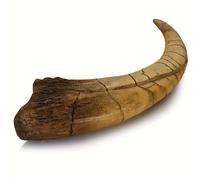 TEMU Calavera de Monocero en Resina, Garra del Brazo Delantero de Dinosaurio, Esqueleto Animal Decorativo Educativo para el Hogar, Estatua Creativa Interior, Varios Tamaños, Sin Necesidad de Energía