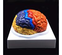 TEMU de a colorido, de plástico con etiquetas en inglés, exhibición de neurociencia para el hogar, y el aula