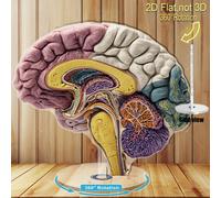TEMU de acrílico 2D giratorio con base de 360° - Cuadro educativo con cerebrales etiquetadas, , médula, , de para neurociencia, aula, ideal para entusiastas de la neurociencia y educación