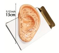TEMU de Acupuntura Pie Oído de Acupuntura de Meridianos Punto de Acupuntura Chino de Acupuntura Médico de de Punto de Acupuntura de 13cm de Modelos de Enseñanza de Medicina Tradicional China