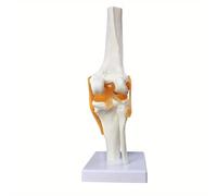 TEMU de Articulación de , con Ligamentos, Tamaño Real para Enseñanza Médica, Demostración Clínica, Herramienta para Niños y Exhibición