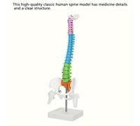 TEMU de columna de anatomía , codificado por colores, PVC flexible, tamaño real, no , herramienta de enseñanza para medicina y - español