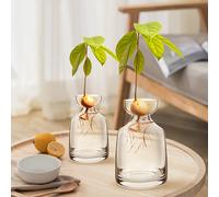 TEMU de de semillas de de dos piezas - tu árbol de con macetero de vidrio. Entusiastas del jardinería, ¡empezar tu viaje verde !