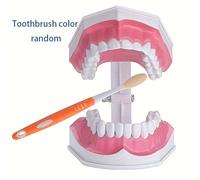 TEMU de demostración dental estándar para enseñar técnicas de cepillado adecuadas ( cepillo dental en colores aleatorios) Herramienta de medicina dental