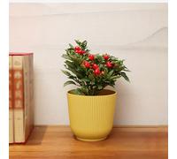 TEMU de plástico redonda - Macetero de suelo de gran calibre con autorriego para suculentas, orquídeas y vegetación - decorativa versátil para interior y exterior (1 )