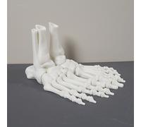 TEMU Dos modelos realistas de huesos del pie impresas en 3D con articulaciones articuladas - Perfectos para la decoración de escritorios y entusiastas de las manualidades.