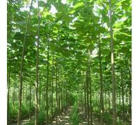 TEMU Elongata (Árbol de Crecimiento Rápido) - 500 Semillas