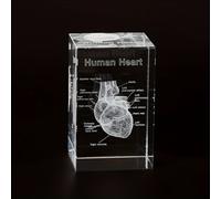 TEMU en miniatura de un de cristal en 3D de la anatomía del para exhibición en hospitales, recuerdos de cardiología y regalos para cardiólogos