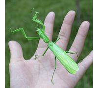 TEMU Imanes de nevera innovadores con forma de insectos