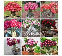 TEMU Las semillas de del son resistentes al y a la , y florecen continuamente todo el año. Flores ornamentales fáciles de .