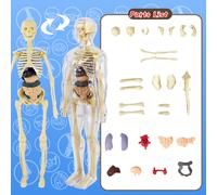 TEMU Maniquí Transparente 31 en 1 con Huesos y Órganos Extraíbles - de Anatomía para Enseñanza, Aula de Ciencias, Herramientas de Aprendizaje Práctico, Exhibición de Órganos Complejos de Calidad