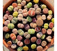 TEMU Paquete de 10 Plantas Suculentas , Piedras Vivientes Coloridas , Hermosas Piedras Vivientes