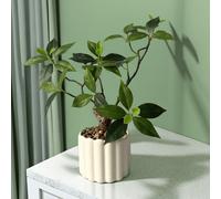 TEMU Pequeña planta en de hojas de té falsas - Contenedor de regalo, uso para todas , decoración de y verano, adorno de interior