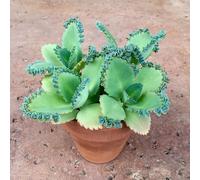 TEMU Planta en viva de los Mil - de 2 pulgadas - daigremontiana - Planta de que produce nuevas plantas en sus hojas - Fácil de propagar y un gran regalo para amantes de las plantas