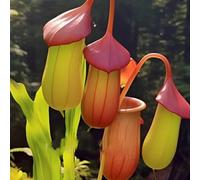 TEMU Plantas Carnívoras en Casa: Perfectas para Jardines de Interior y Frascos de Vidrio