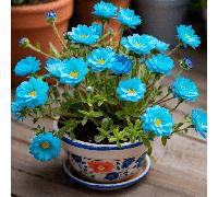 TEMU Rosa de Azul, Semillas de Flores Perennes, Planta Cubierta de Suelo, Jardín Interior y Exterior, Regalo de la