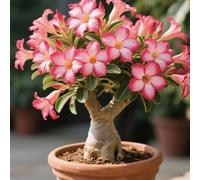 TEMU Rosa del Bonsái