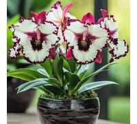 TEMU Semillas de 50pcs Semillas de Flor de Jueves para Plantación Interior y Exterior Jardín de Casa Árbol Bonsái Necesita Crecimiento Rápido en Pleno Sol