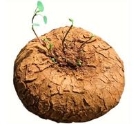 TEMU Semillas de Caña de Seda Llorosa, Semillas de Planta , Perenne, Una Planta de Oración para la Decoración del Hogar, y , Todo el Año