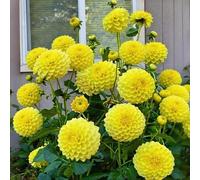 TEMU Semillas de dalia, 100 unidades, para plantar en interior y exterior, perenne tolerante a la , grandes bolas de flores, requiere pleno sol, fáciles de , plantas de floración