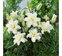 TEMU Semillas de de , Semillas de Plantas de Flores Aromáticas para Jardín con Flores Hermosas - 158 Semillas y de Calidad No GMO