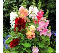 TEMU Semillas de Flores de - 64 unidades No GMO, Perfectas para Jardines Interiores o Exteriores