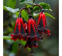 TEMU Semillas de flores fucsia perennes amantes para plantar en el jardín de casa, planta ornamental tolerante a la para interiores y exteriores con flores vibrantes y coloridas, belleza todo el año.