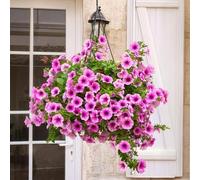 TEMU Semillas de flores ornamentales , crecimiento compacto sin , colores variados y llamativos, a cultivo en macetas y jardines, fácil conservación y reproducción