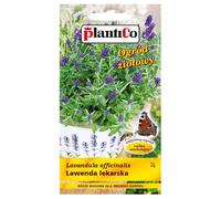 TEMU Semillas de Lavanda Medicinal 0.2g - Flores Aromáticas