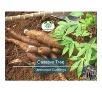 TEMU Semillas Regalo 500piezas 4 Saludables de Blanca - Manihot esculenta, , Planta de sin para Plantar - Propagación de Calidad