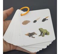 TEMU Tarjetas del de Crecimiento para 34 , Incluyendo Pandas, Dinosaurios, Cocodrilos, Mariposas y Más. Impresión a Color Cara con de Almacenamiento