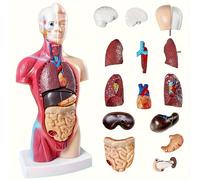 TEMU Un conjunto de 15 piezas, 10,5 pulgadas, de torso desmontable, de material de PVC duradero, adecuado para laboratorios, de medicina, educación y entusiastas de la ciencia.