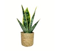 TEMU Un de plantas de serpiente artificiales, con un de aproximadamente 12.9 pulgadas. de hojas son , presentando una animada de y verde. No requiere riego ni , lo que lo adecuado para varios .