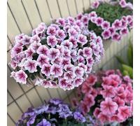 TEMU Variedad de semillas de de flor redonda , colores y mezclados, crecimiento uniforme, resistente a la leve, ideal para decorar terrazas, patios y jardines pequeños