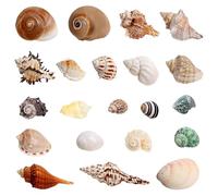 TenaLucy 21 Piezas Conchas de Mar Decoracion, Conchas Marinas Mixtas de Playa, Marinas Conches Marines Mixtas, 3-9CM Conches Marines Naturale para Acuarios Peceras Manualidades Jarrones Decoración Del