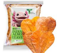 Tender Tropicals 50 hojas de almendra india Axolotl para acuario, hoja de catappa de 6 pulgadas, enriquecimiento de hábitat natural, apoya la salud del pelaje de limo, mantiene la calidad del agua
