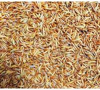 Tenebrio Molitor Vivo (Aprox. 900-1200 uds) - Gusano de la Harina - Alimento para Hormigas en Hormigueros y Snack Vivo para Reptiles, Gecko y pajaros etc.